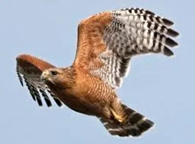 Illustration hawk - Image 3