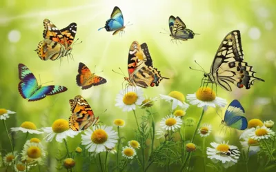 Illustration butterflies - Image 1