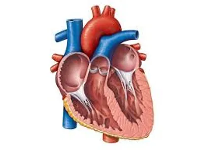 Illustration heart - Image 2
