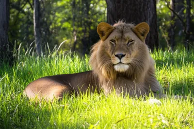 Illustration laired - Image 1