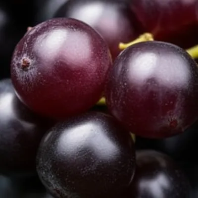 Illustration mulberries - Image 1