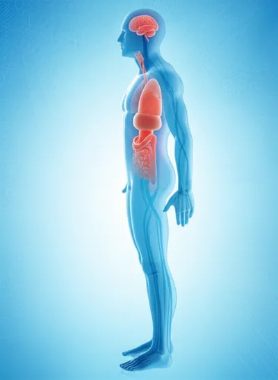 Illustration anatomy - Image 1