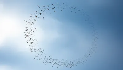 Illustration circular - Image 1