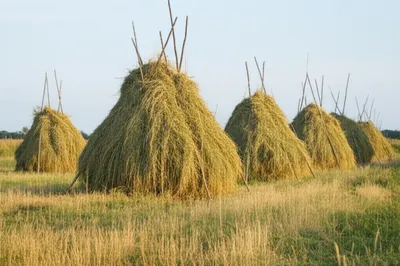 Illustration cock - Image 1