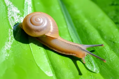 Illustration slime - Image 1