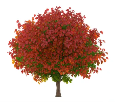 Illustration diversifying