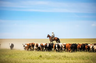 Illustration cowboy - Image 1