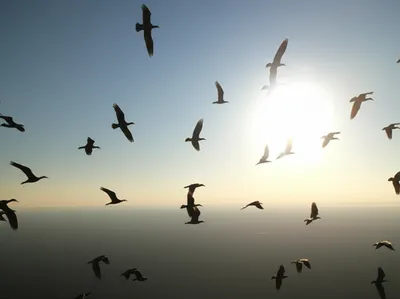 Illustration larger - Image 1