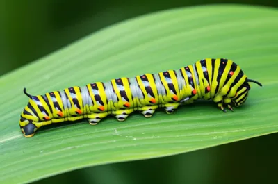 Illustration curled - Image 1