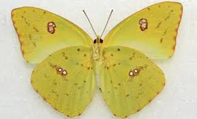 Hình ảnh minh họa sulfur - Ảnh 3