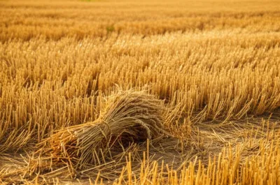 Illustration reap - Image 1