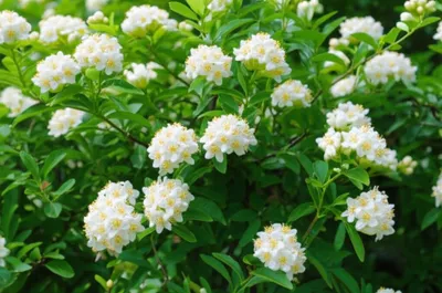 Illustration syringa