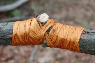 Illustration sinew - Image 1