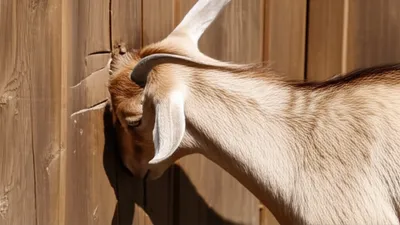 Illustration nut - Image 1