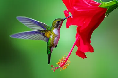 Illustration pitched - Image 1