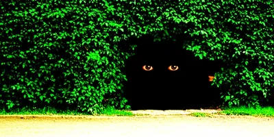 Illustration ambush - Image 1