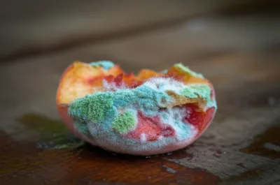 Illustration mould - Image 1