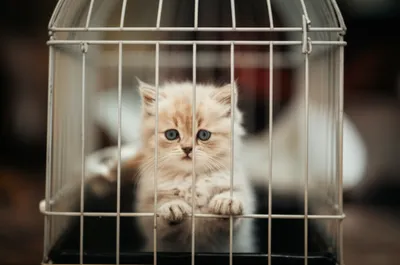 Illustration mewed - Image 1