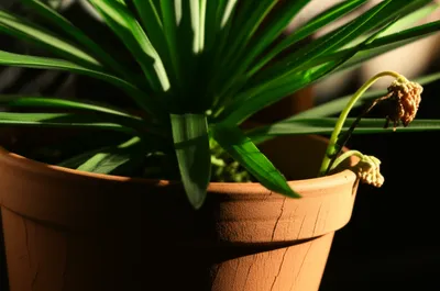 Illustration chastened - Image 1