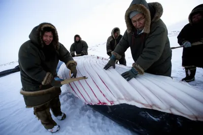 Illustration flensing - Image 1