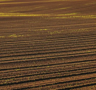 Illustration fallow - Image 1