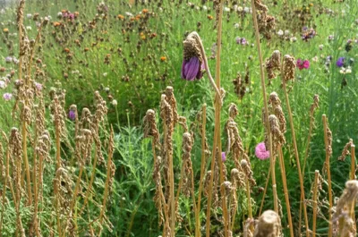 Illustration hoe - Image 1