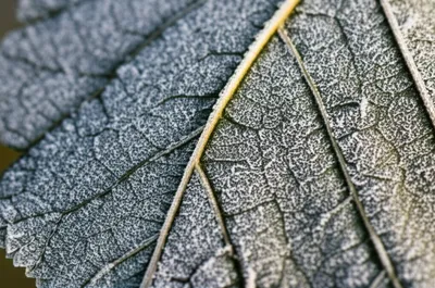 Illustration frost - Image 1