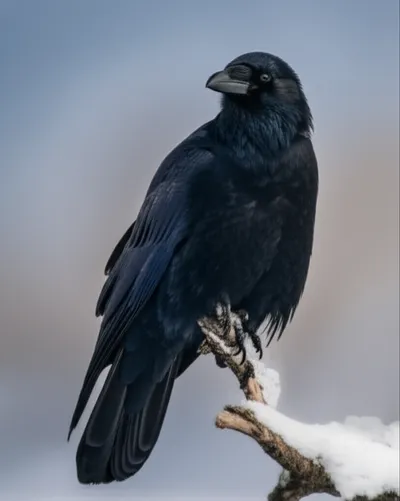 Illustration raven - Image 1