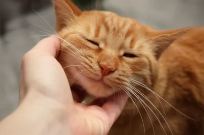 Illustration rubbed - Image 1