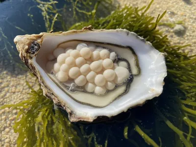 Illustration milks - Image 1