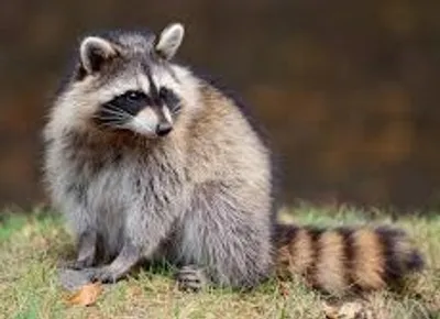 Illustration raccoon - Image 2