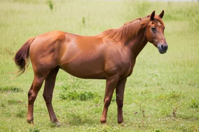 Illustration sorrel - Image 1