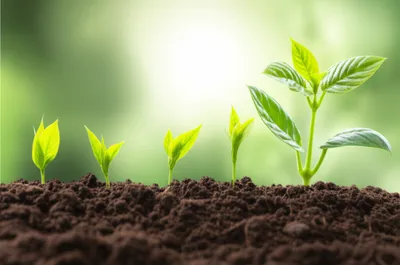 Illustration rise - Image 1