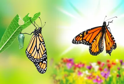 Illustration transitions