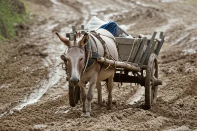 Illustration hitching - Image 1