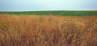 Illustration fallow - Image 1