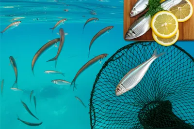 Illustration herrings