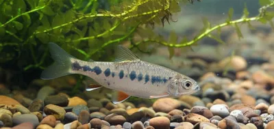 Illustration cowfish - Image 1