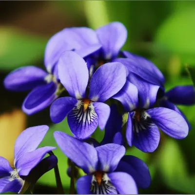 Hình ảnh minh họa violets - Ảnh 1