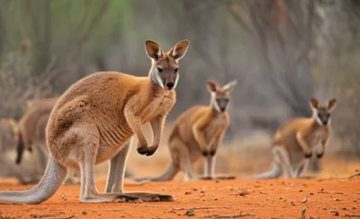 Illustration wallaroo - Image 1