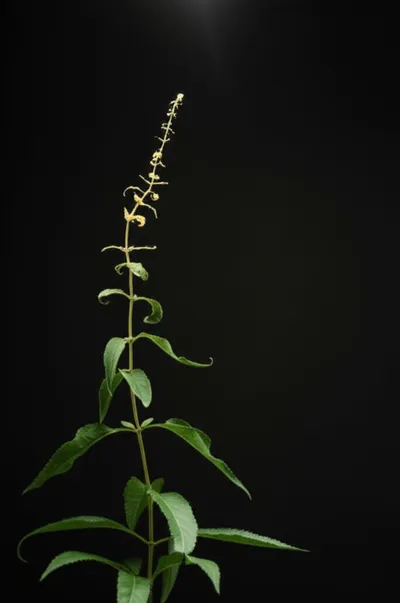 Illustration attenuated - Image 1