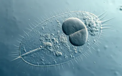 Illustration paramecia - Image 1