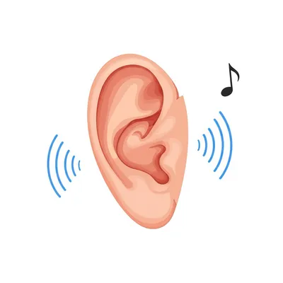 Illustration auricular - Image 1