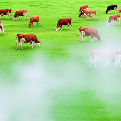 Illustration fogged - Image 1