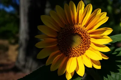 Illustration penumbra - Image 1