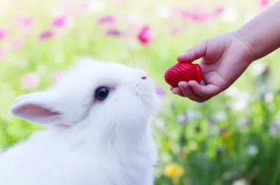 Illustration sweeties - Image 1