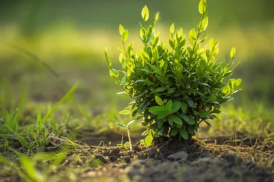 Illustration nurses - Image 1