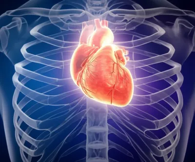 Illustration inner - Image 1