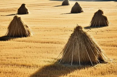 Illustration haycocks