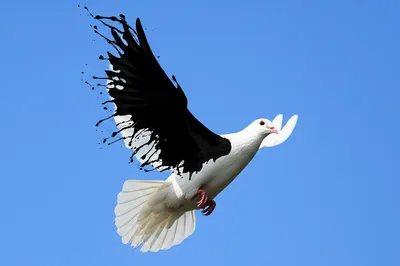 Illustration tar - Image 1